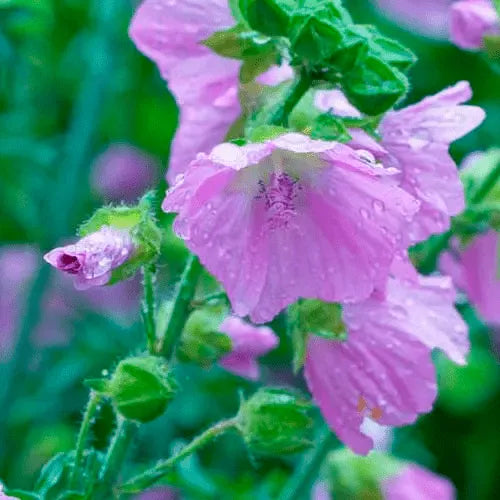 Malva